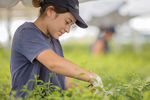 upm-uruguay-seedlings.jpg