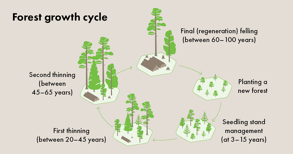 forest-growth-cycle.jpg