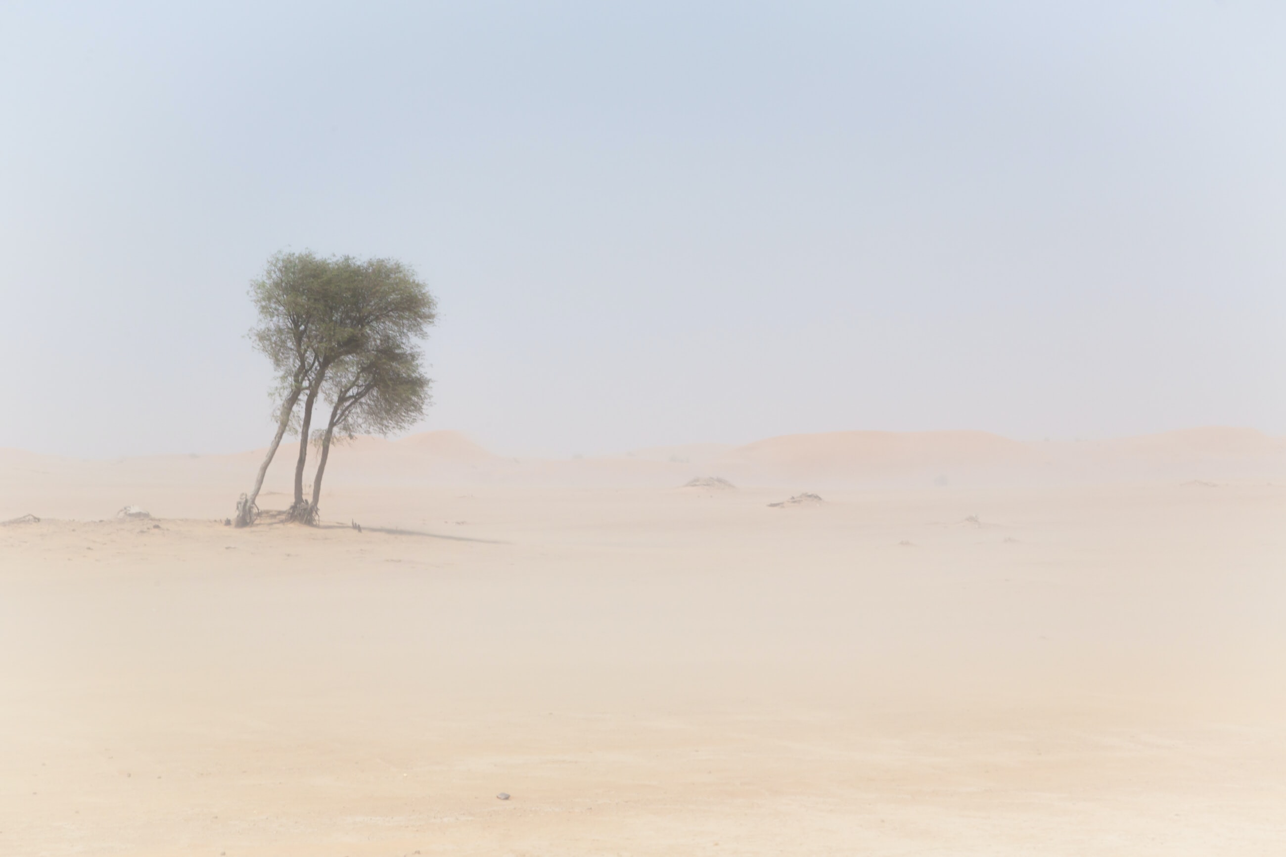 Desert tree_robert-metz_unsplash.jpg
