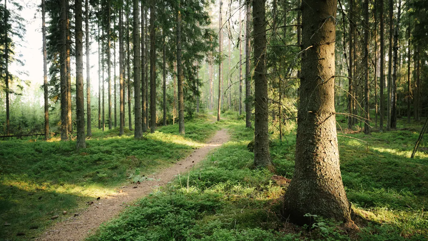 Building a sustainable future through responsible forestry and land use